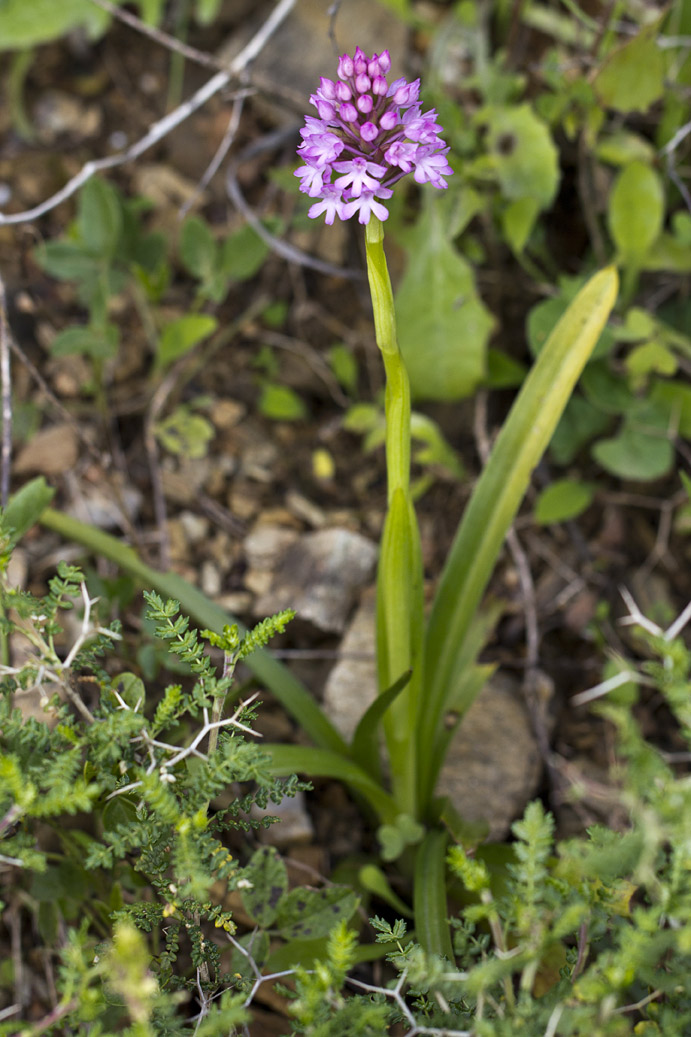 Изображение особи Anacamptis pyramidalis.