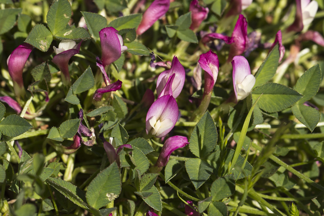 Image of Trifolium uniflorum specimen.