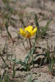 Tulipa lehmanniana