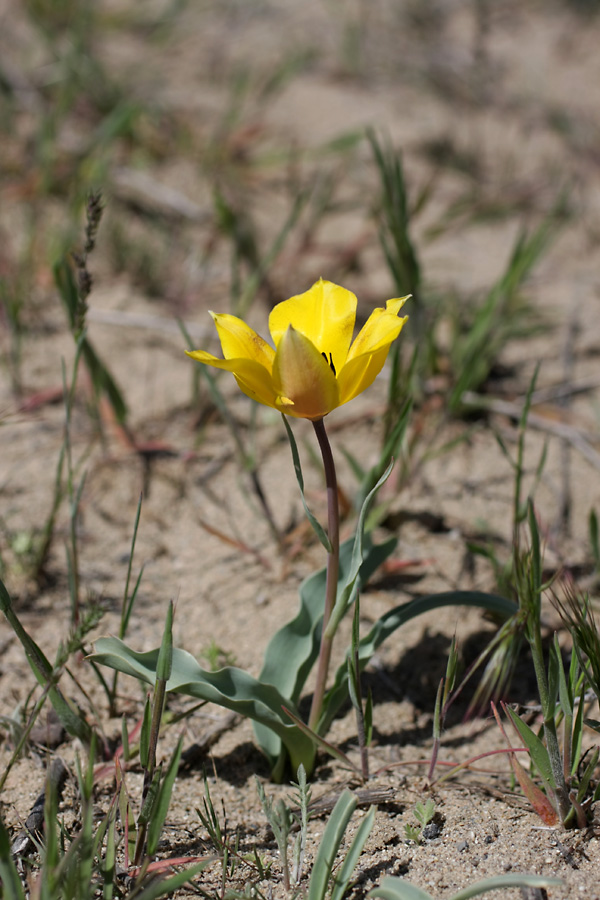 Image of Tulipa lehmanniana specimen.