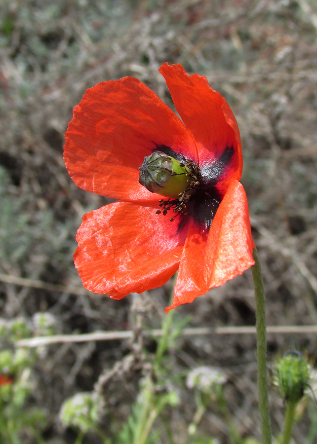 Image of Papaver laevigatum specimen.