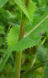 Sonchus oleraceus