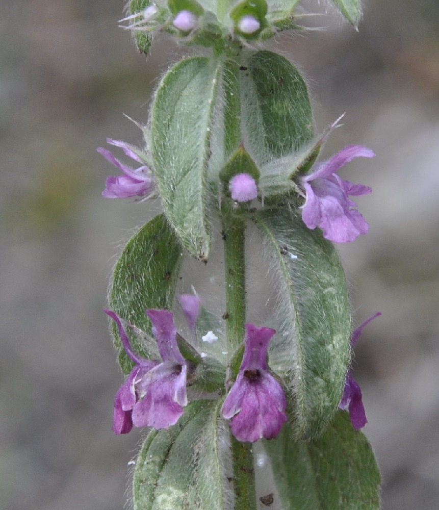 Image of Sideritis romana ssp. purpurea specimen.