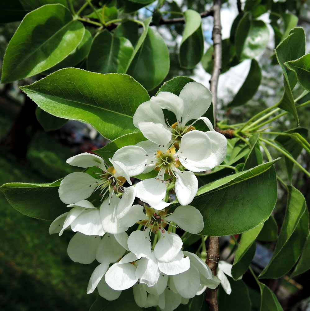 Image of Pyrus communis specimen.