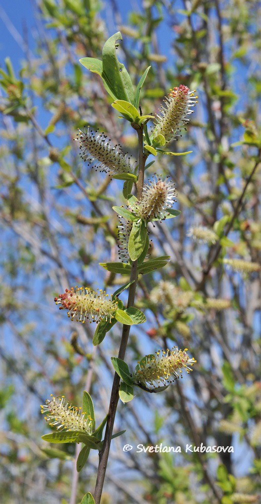 Изображение особи Salix kochiana.