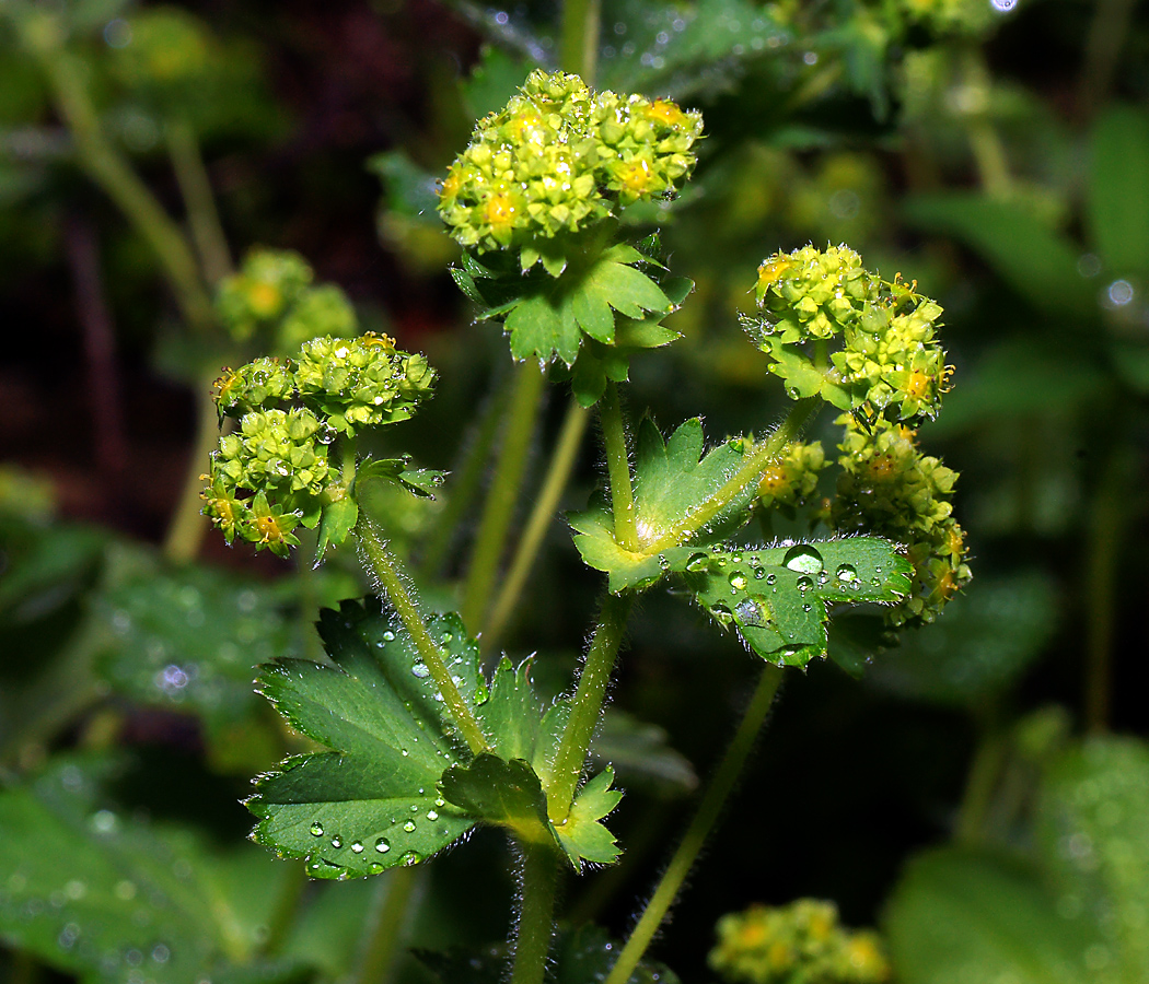 Изображение особи род Alchemilla.