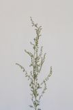 Artemisia absinthium