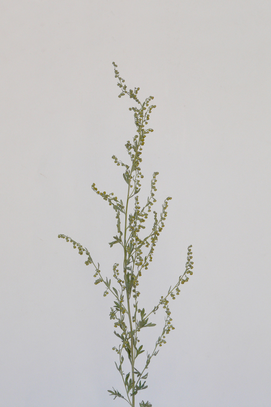 Image of Artemisia absinthium specimen.