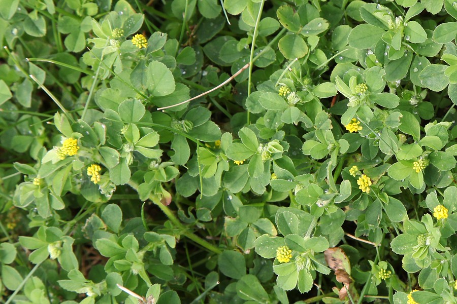 Image of Medicago lupulina specimen.