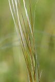 Stipa pennata. Фрагменты остей. Татарстан, Нижнекамский р-н, окр. дер. Благодатная, лесостепной участок с чередованием степи и перелесков с преобладанием дуба, открытый участок. 29 мая 2016 г.