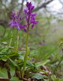 Orchis mascula