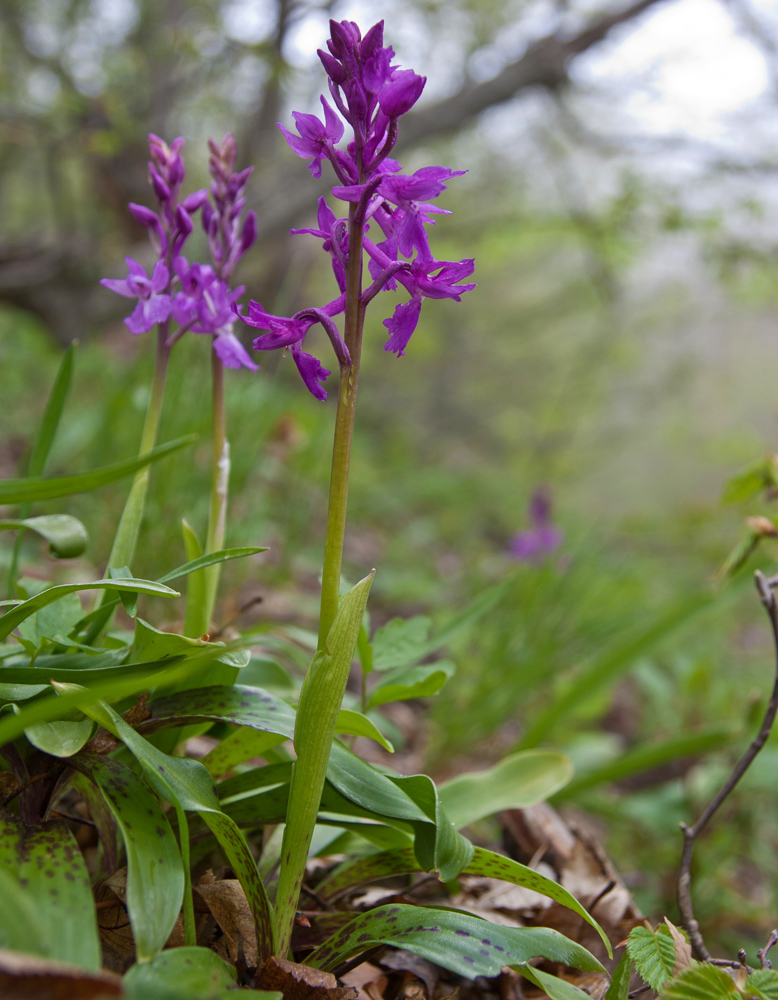 Изображение особи Orchis mascula.