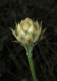 Centaurea × panciciana. Нераскрывшееся соцветие. Крым, Карадагский заповедник, хр. Бешташ, петрофитная степь на гребне скалы. 15 июня 2016 г.