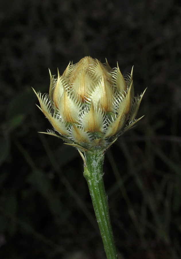 Image of Centaurea &times; panciciana specimen.