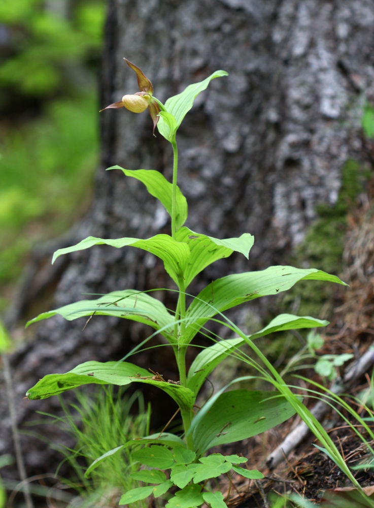 Изображение особи Cypripedium shanxiense.