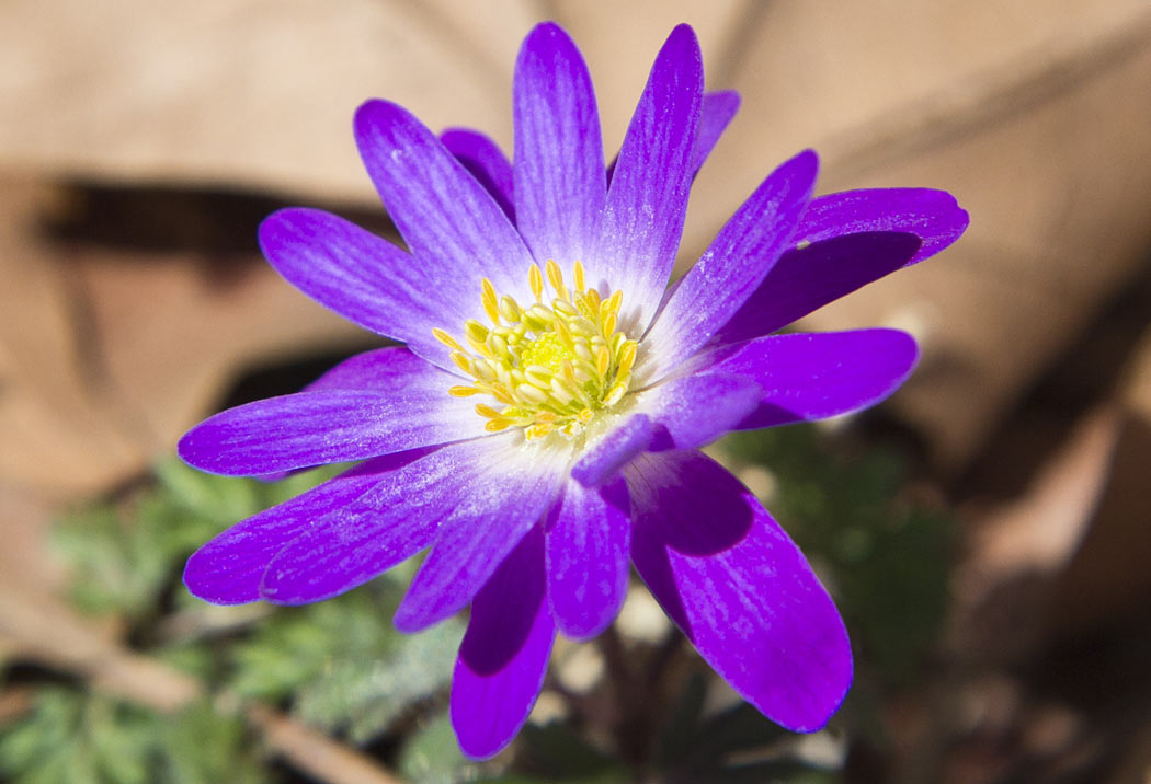 Изображение особи Anemone blanda.