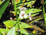 Sagittaria sagittifolia. Соцветие. Тамбовская обл., Петровский р-н, окр. с. Покровское, мелководье на пруду. 02.07.2016.