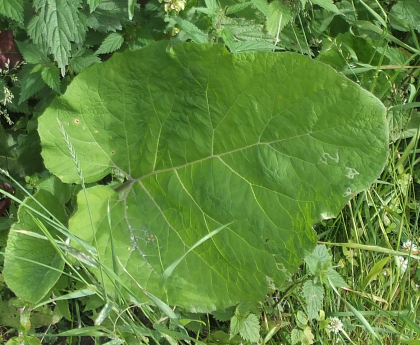 Image of genus Arctium specimen.