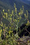 Linaria genistifolia