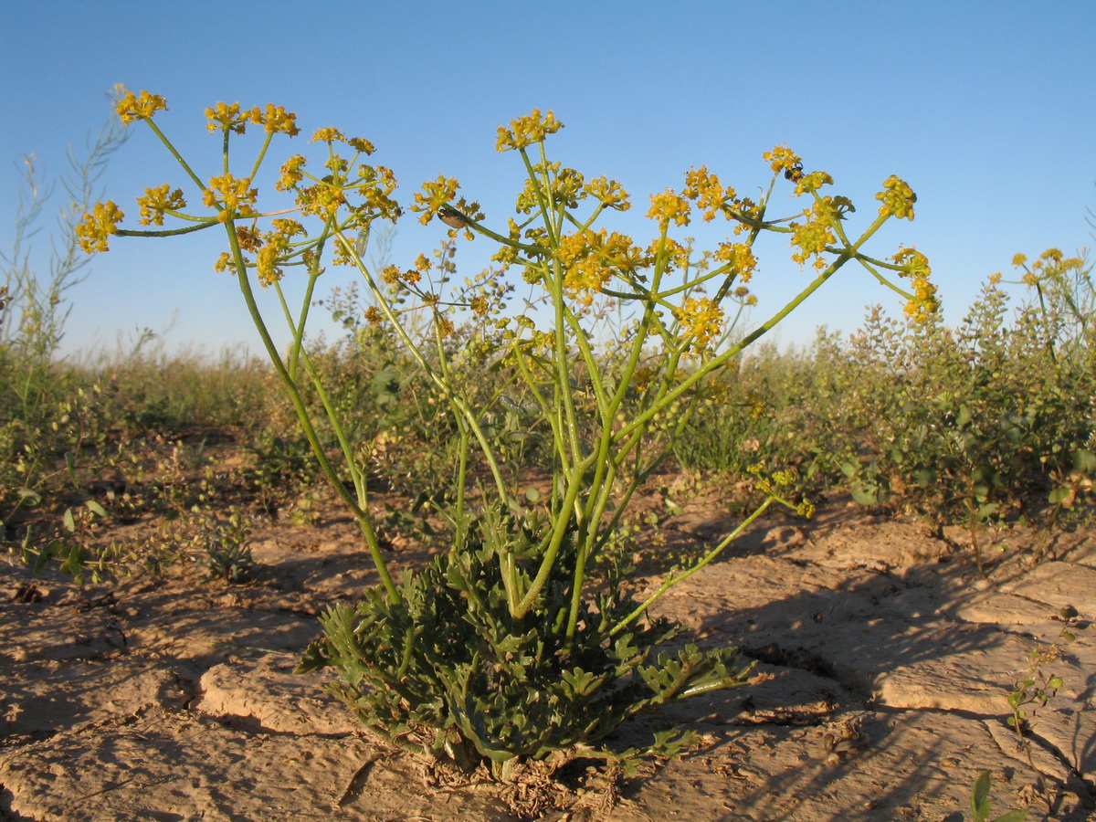 Изображение особи Ferula taucumica.