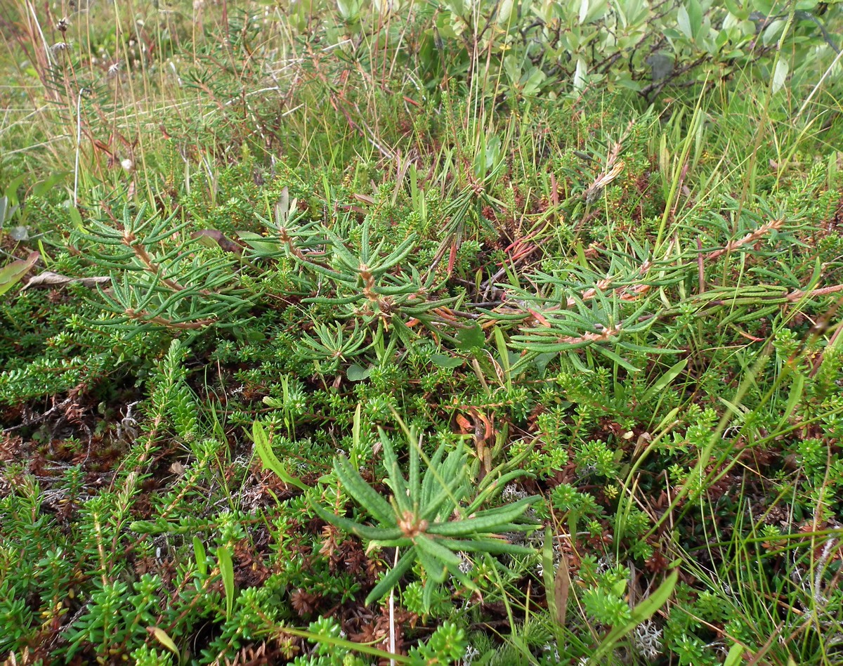 Image of Ledum palustre specimen.