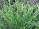 Poa bulbosa подвид vivipara