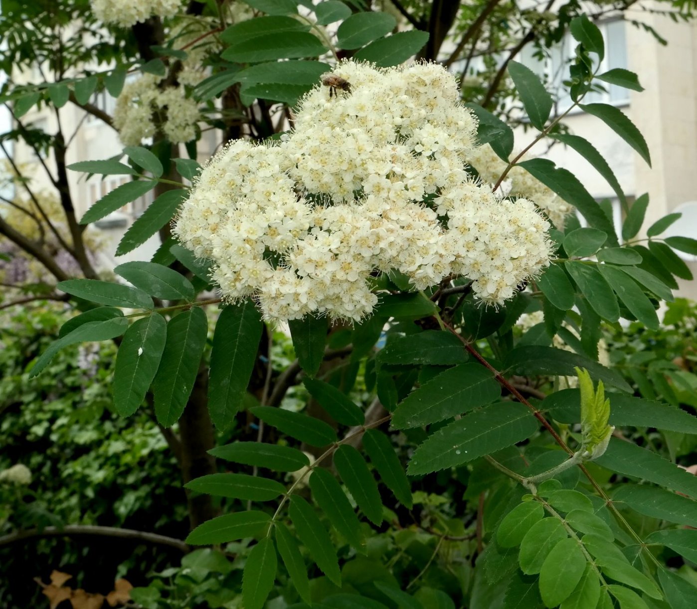 Image of Sorbus aucuparia specimen.