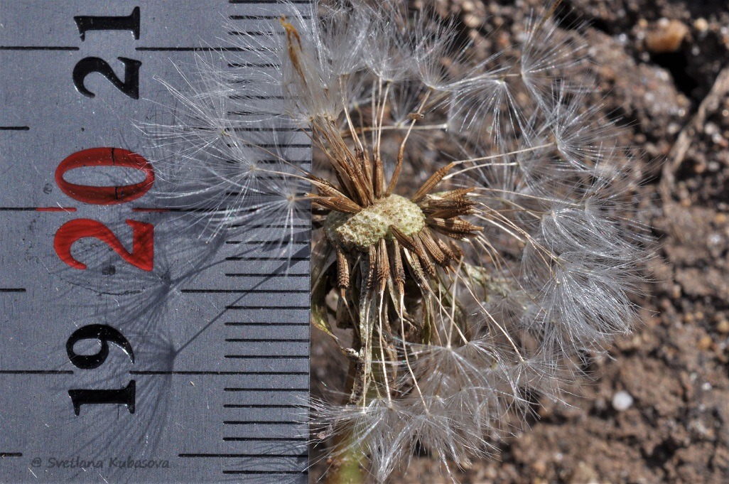 Image of Taraxacum distantilobum specimen.
