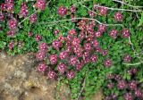 Thymus praecox подвид britannicus. Верхушки плодоносящих растений. Исландия, окр. г. Кефлавик, каменистый склон. 31.07.2016.