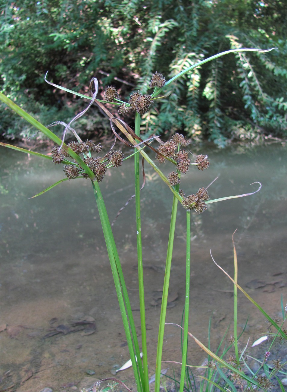 Изображение особи Cyperus difformis.