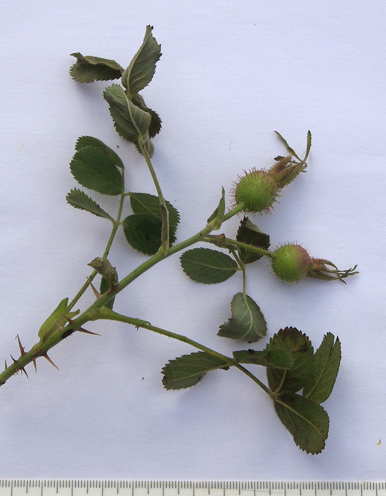 Изображение особи Rosa pubicaulis.
