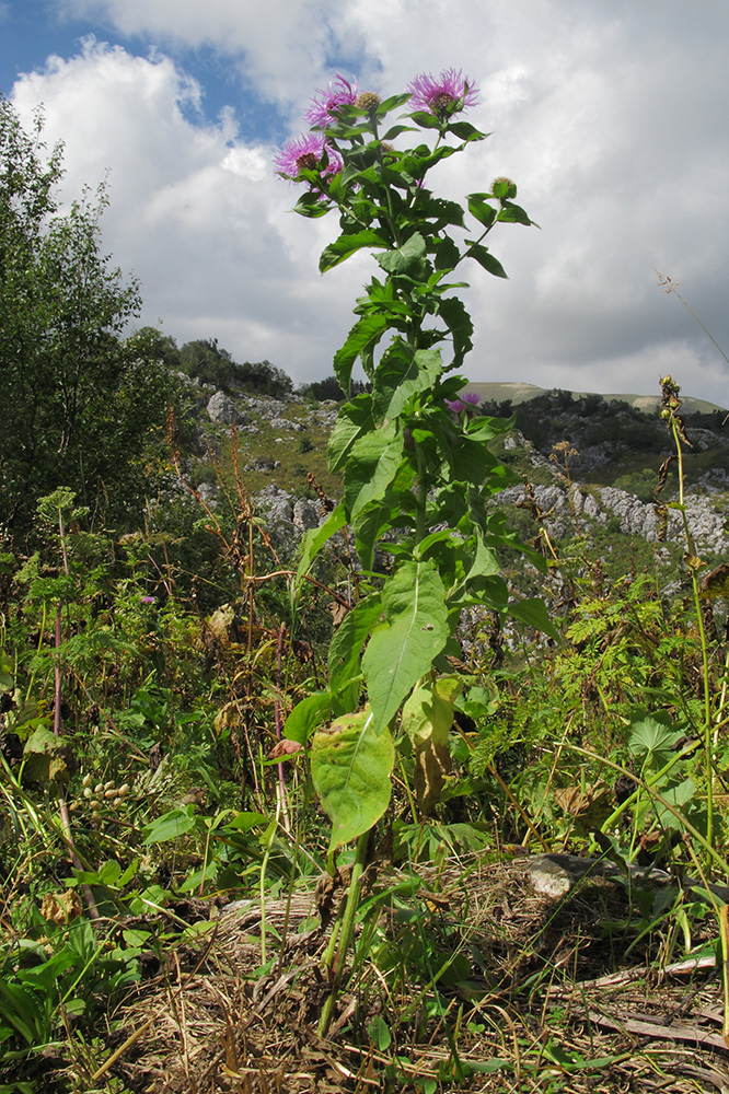 Image of Centaurea alutacea specimen.