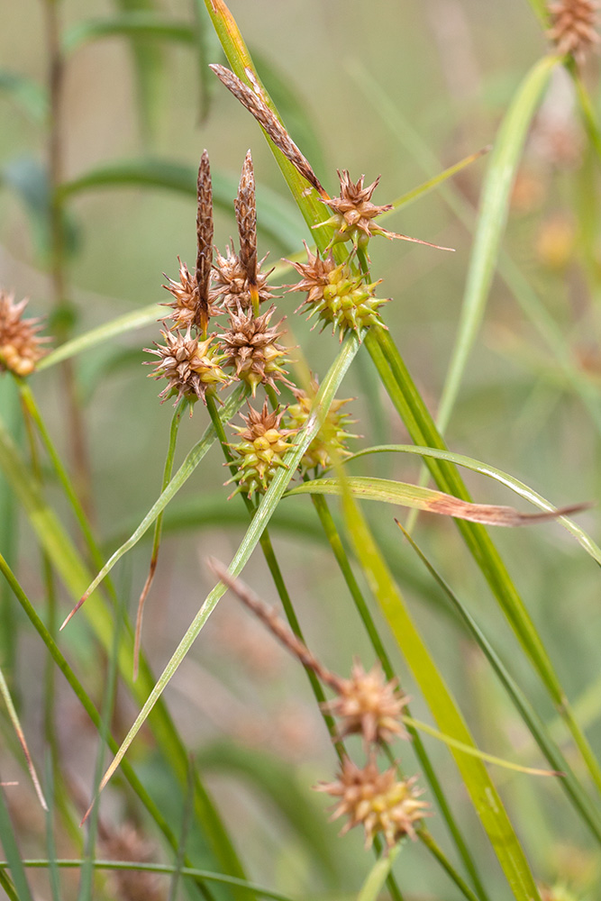 Изображение особи Carex flava.