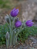 genus Pulsatilla