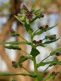 Cynoglossum officinale