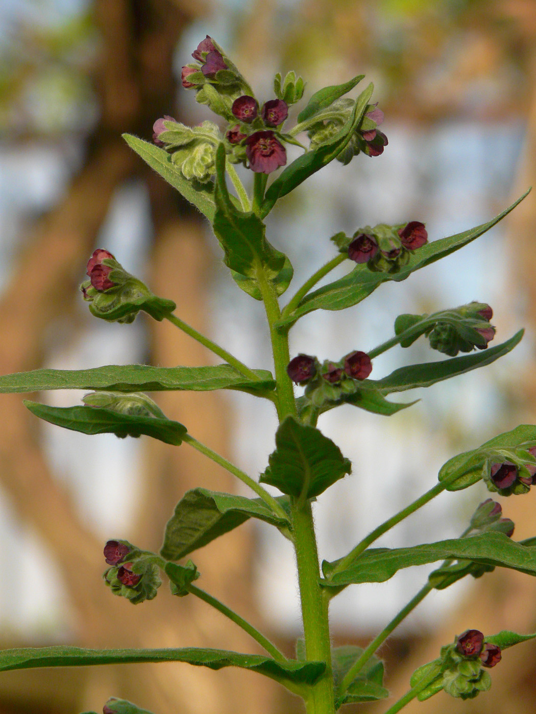 Изображение особи Cynoglossum officinale.