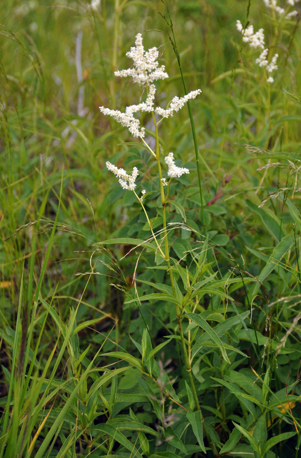 Изображение особи Aconogonon panjutinii.