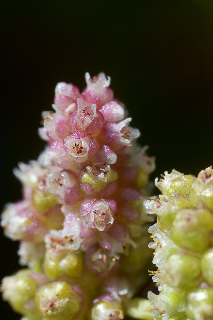 Изображение особи Cuscuta europaea.