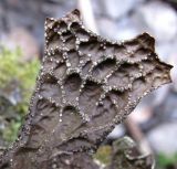 Lobaria pulmonaria