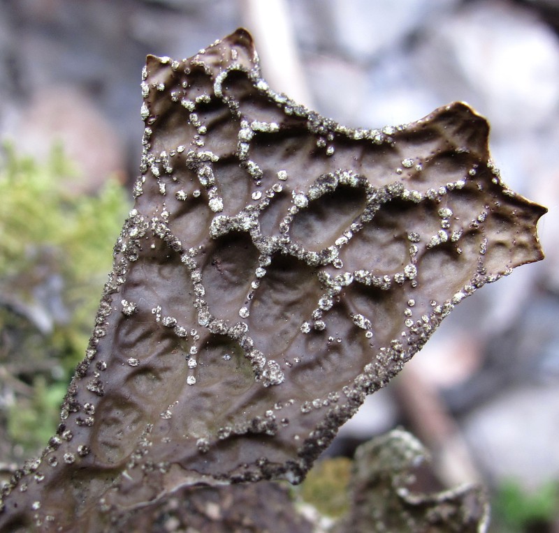 Изображение особи Lobaria pulmonaria.