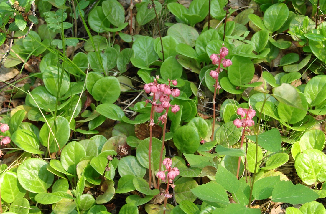 Image of Pyrola incarnata specimen.