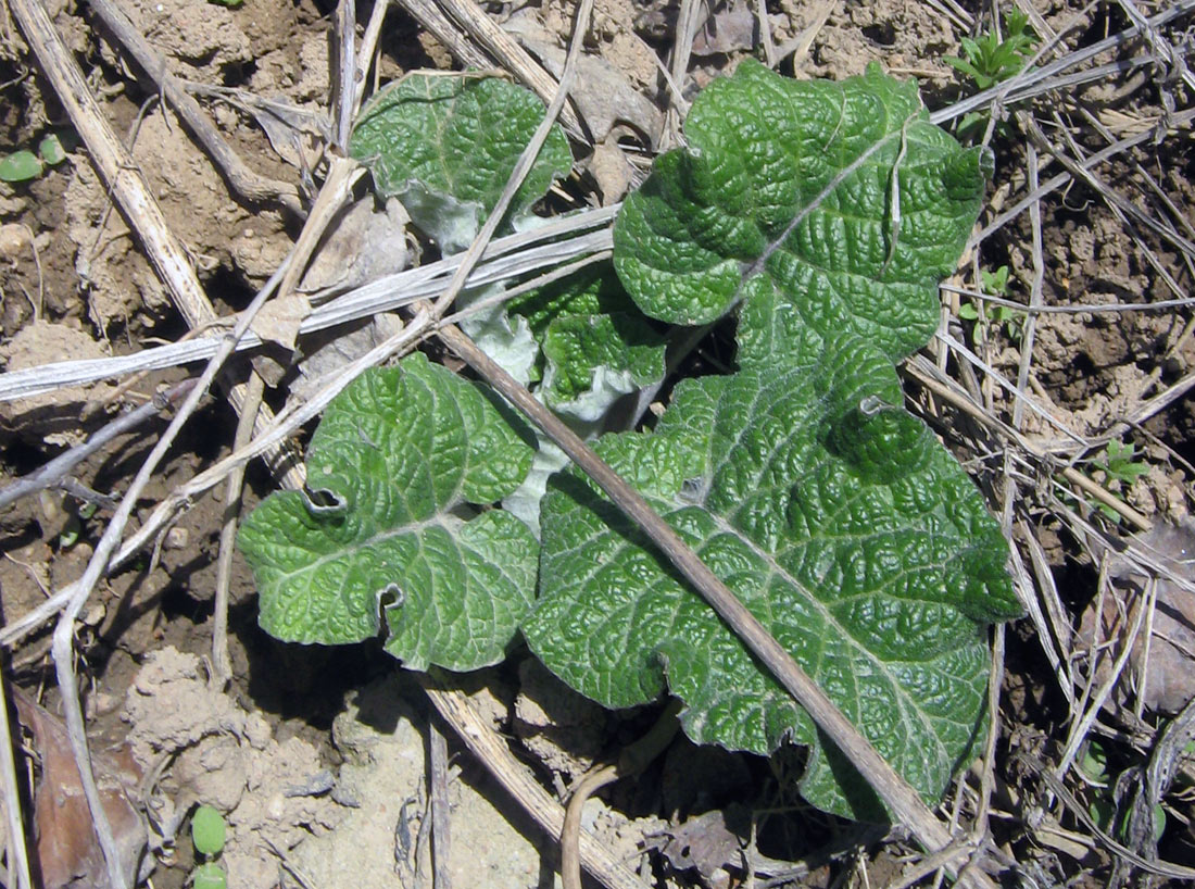 Изображение особи Arctium tomentosum.