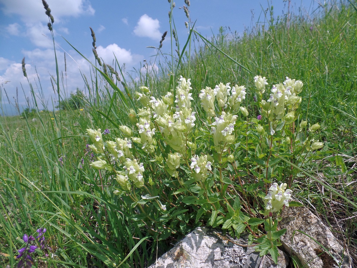 Image of Scutellaria stepposa specimen.