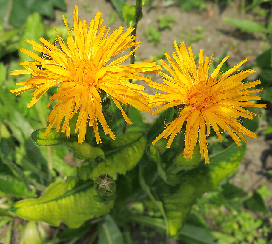 Image of Trommsdorffia ciliata specimen.