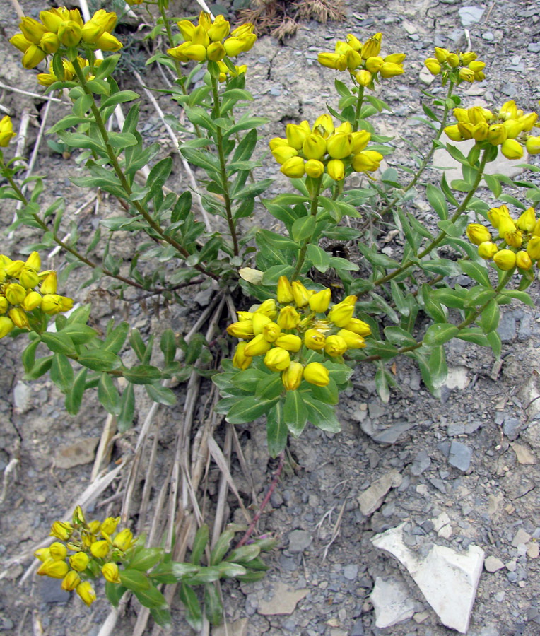 Image of Haplophyllum thesioides specimen.
