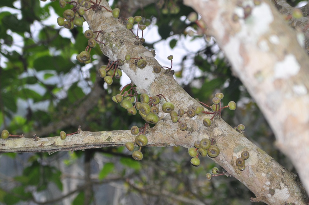 Image of genus Ficus specimen.