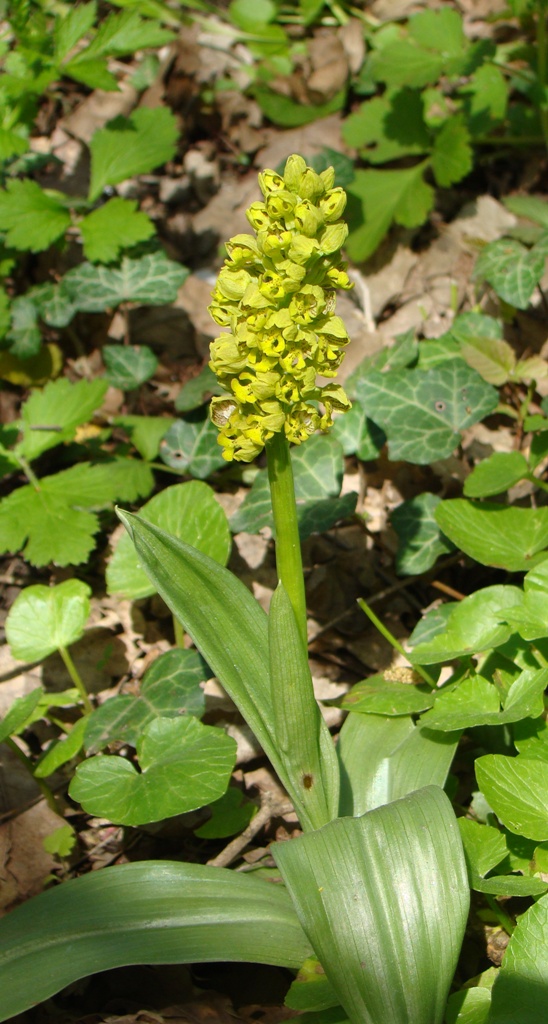 Изображение особи Orchis punctulata.