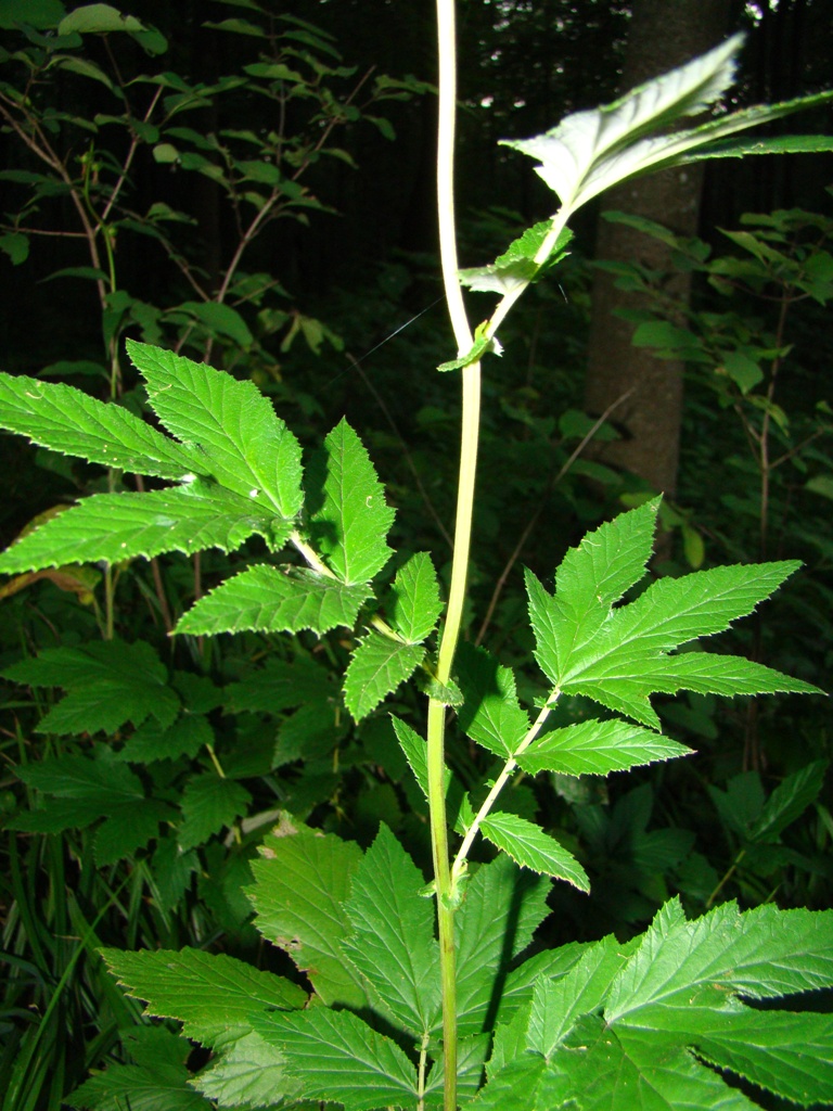 Image of Filipendula ulmaria specimen.