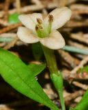 Lycium schweinfurthii