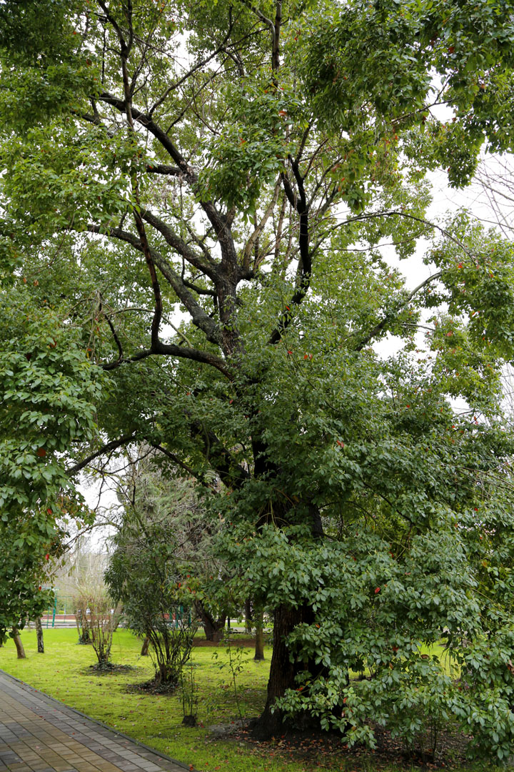 Image of Cinnamomum camphora specimen.